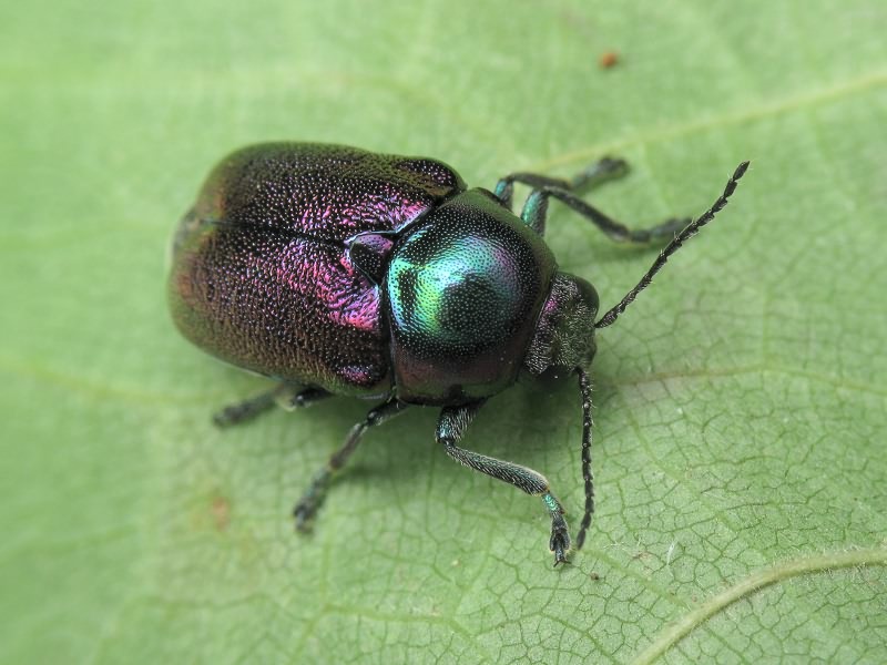 Cryptocephalus (Cryptocephalus) sericeus (Linnaeus, 1758)